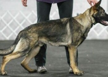 Working Line German Shepherd