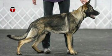 Working Line German Shepherd